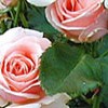band-roses